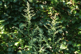 Artemisia lactiflora  bestellen